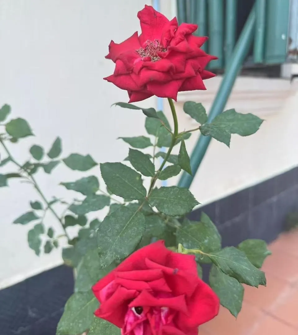 ****  Alana Luang Prabang Hotel Laos